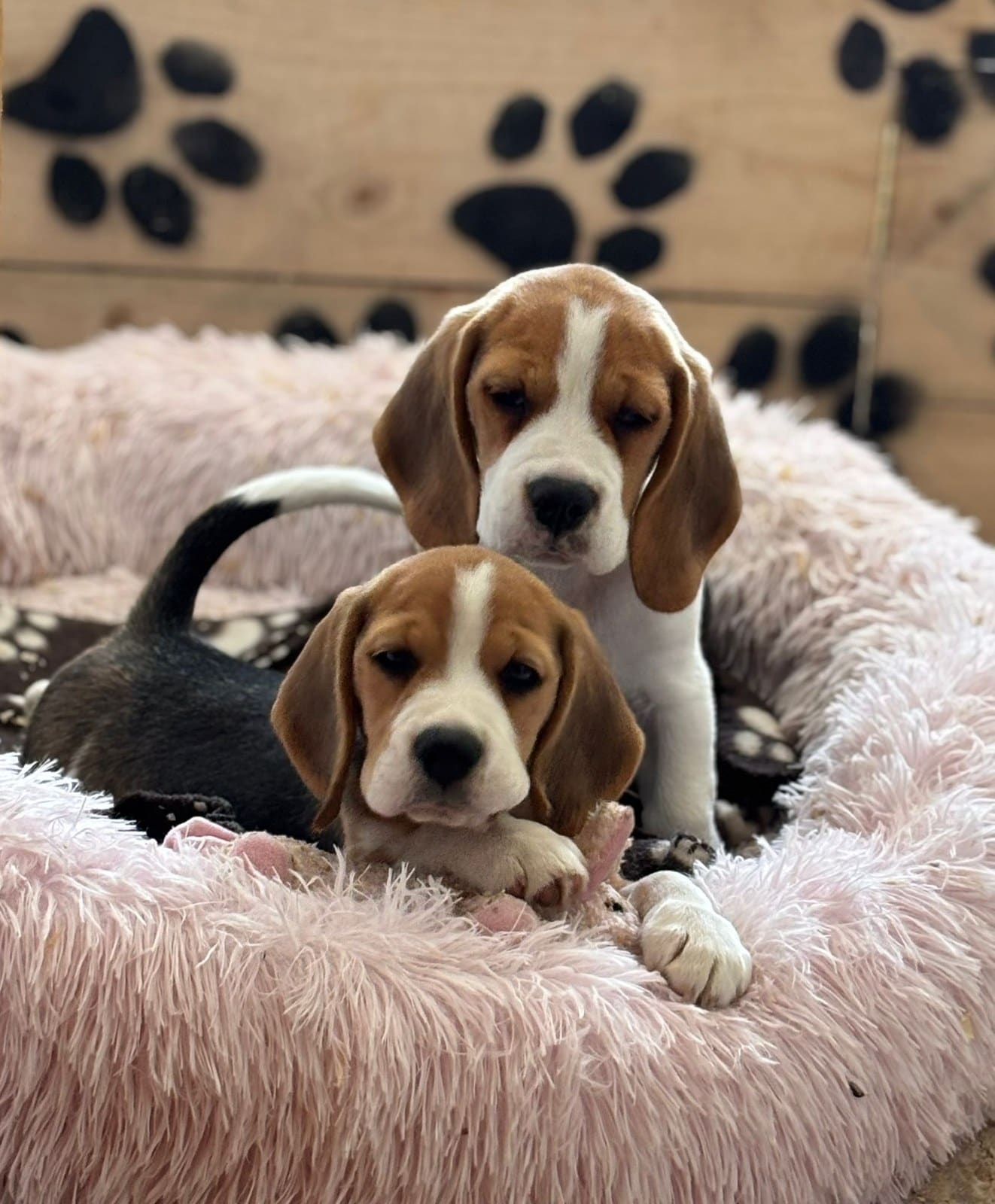 Cachorros Beagle de El Imperio Canino criados en casa