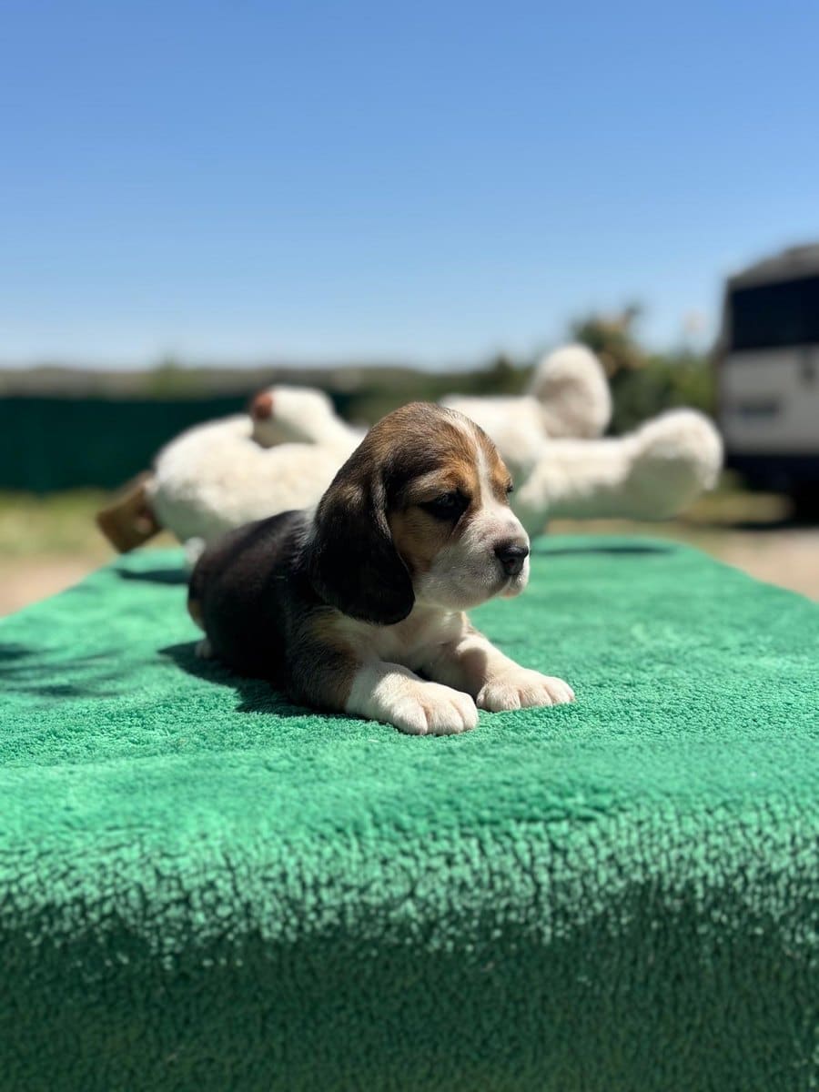 Cachorros Beagle tumbados al sol