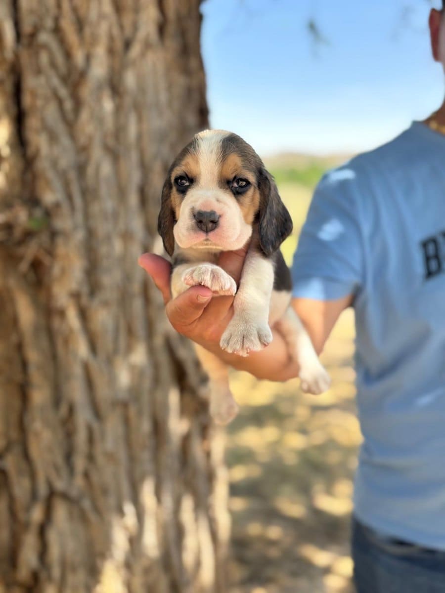 Cachorro Beagle recién nacido en brazos