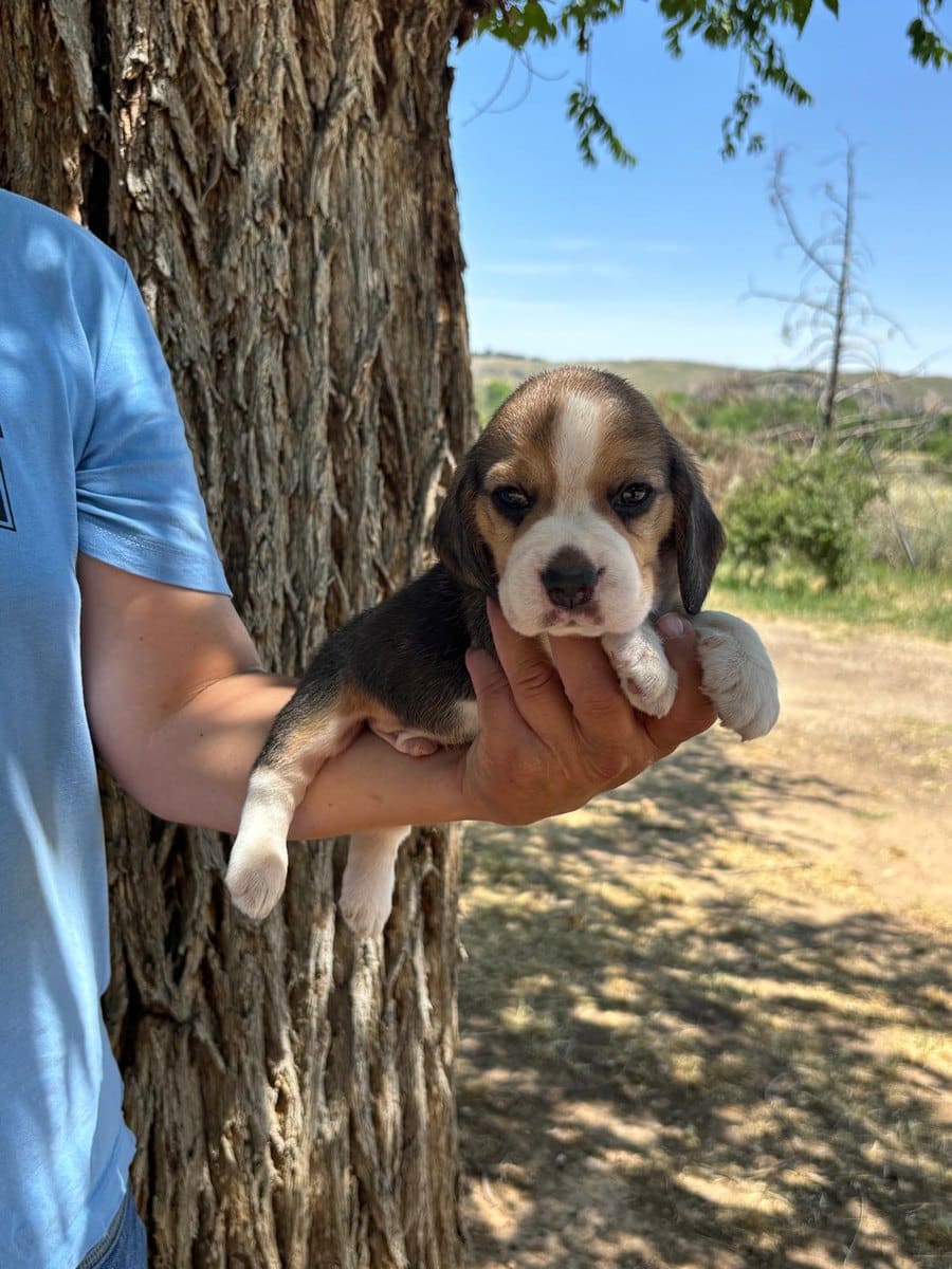 Cachorro Beagle en brazos junto a un árbol