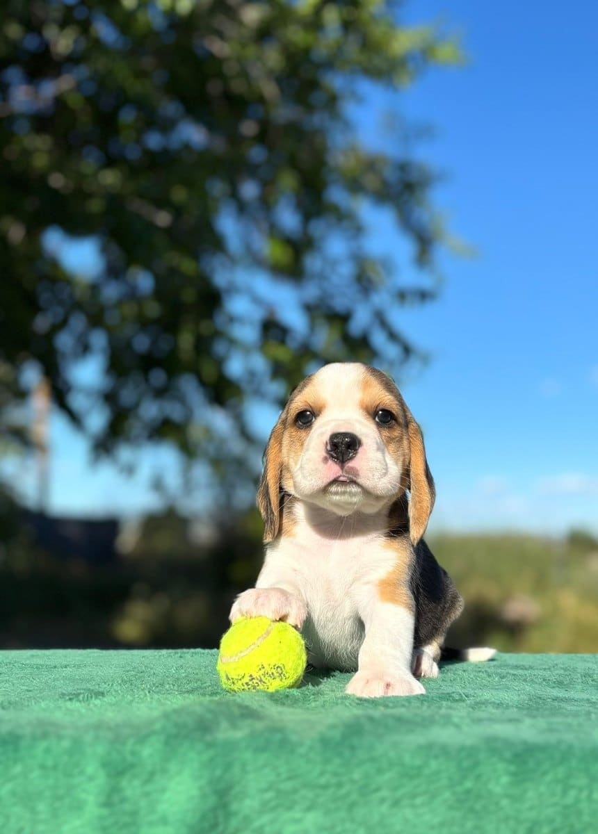 Cachorro Beagle jugando con una pelota