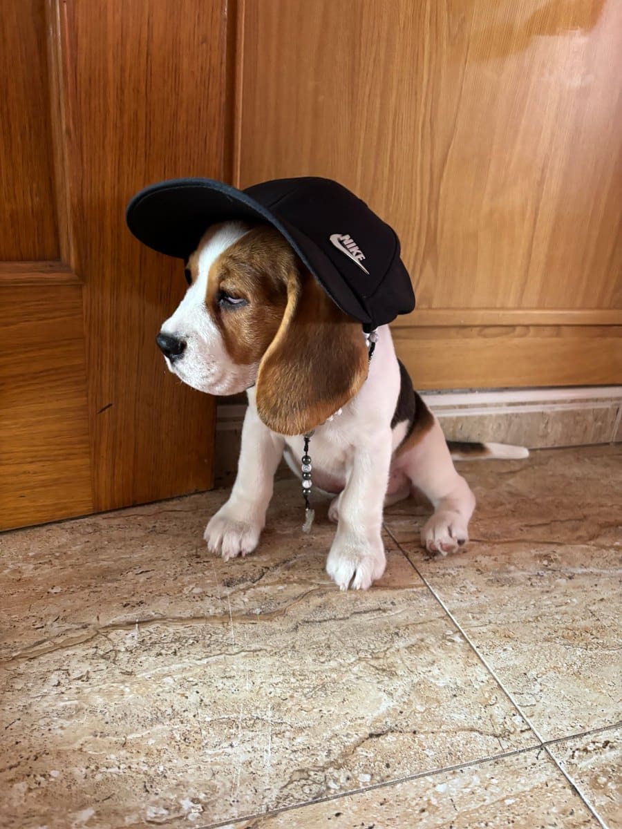 Cachorro Beagle con gorra