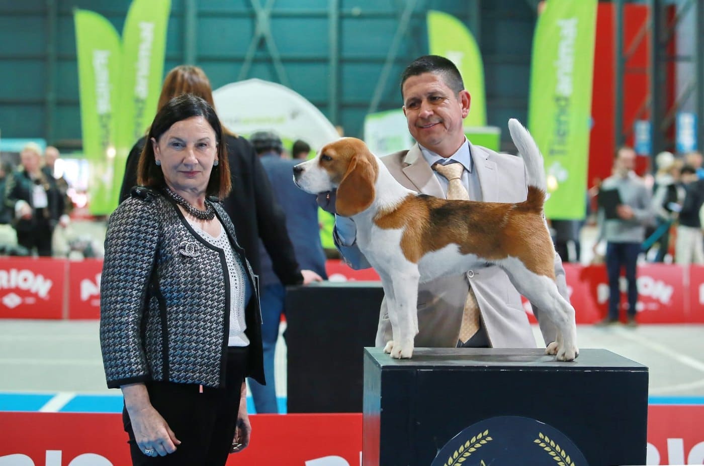 Gringa del Imperio Canino en exposición