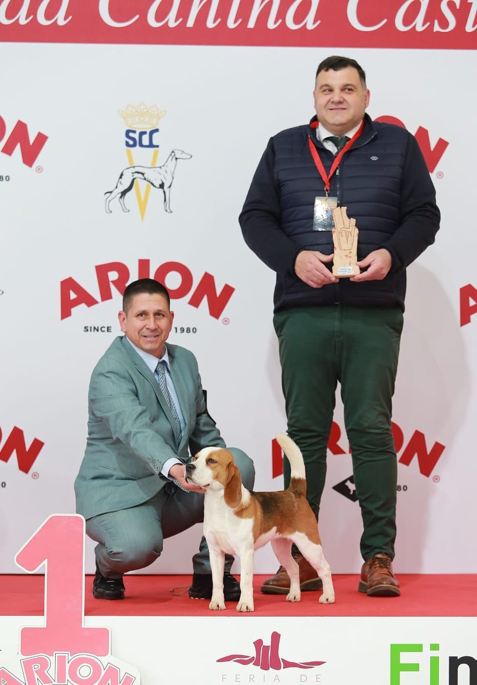 Gringa del Imperio Canino en exposición