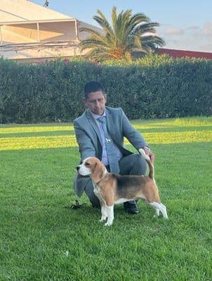 Ch. Sp. Pt Nieve del Imperio Canino, Beagle hembra con pedigree FCI