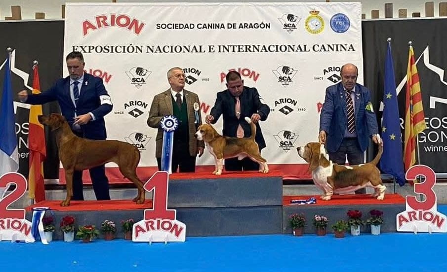 Ñu del Imperio Canino en exposición